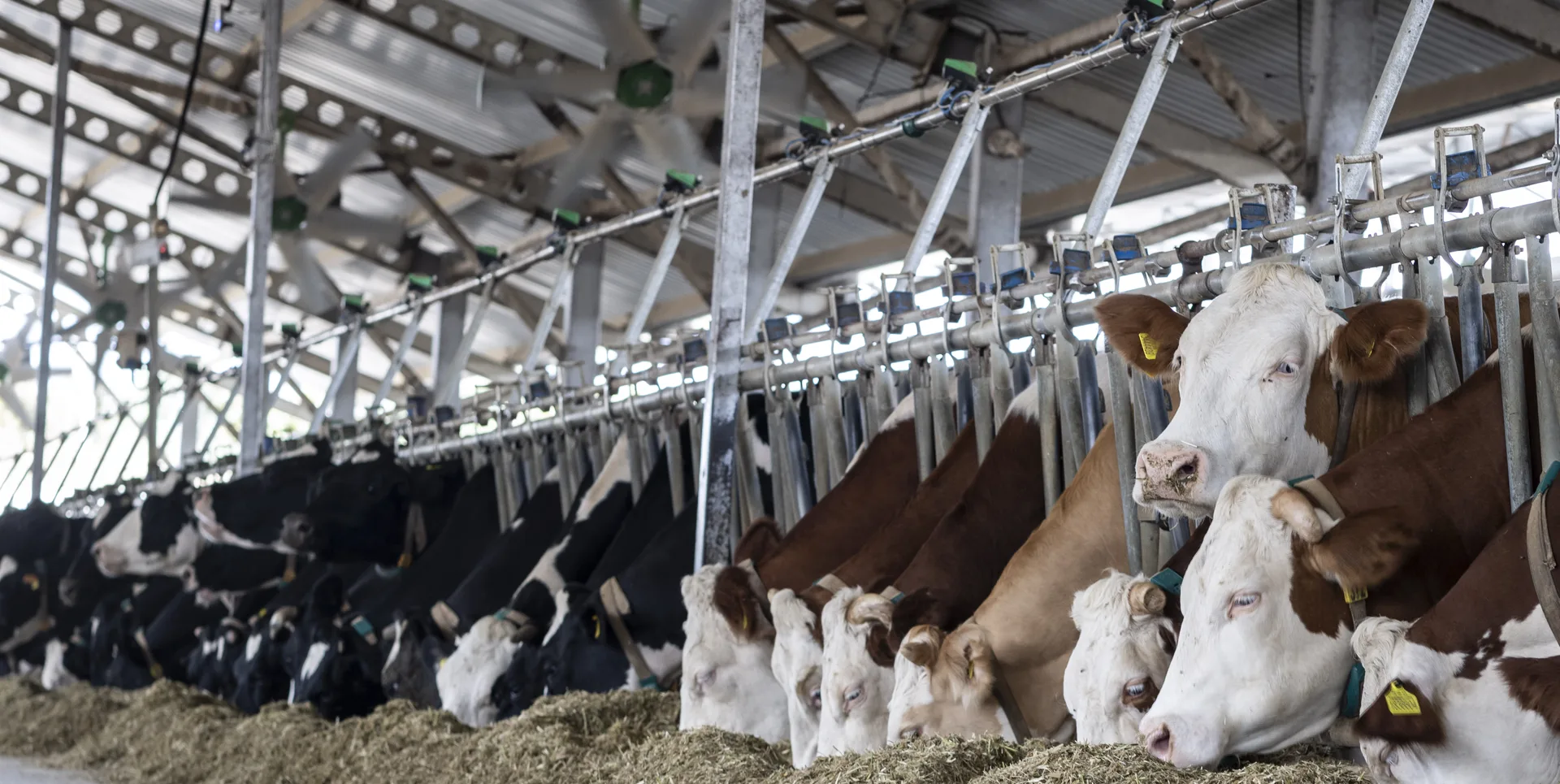 Dairy cows feeding inside a barn equipped for climate control