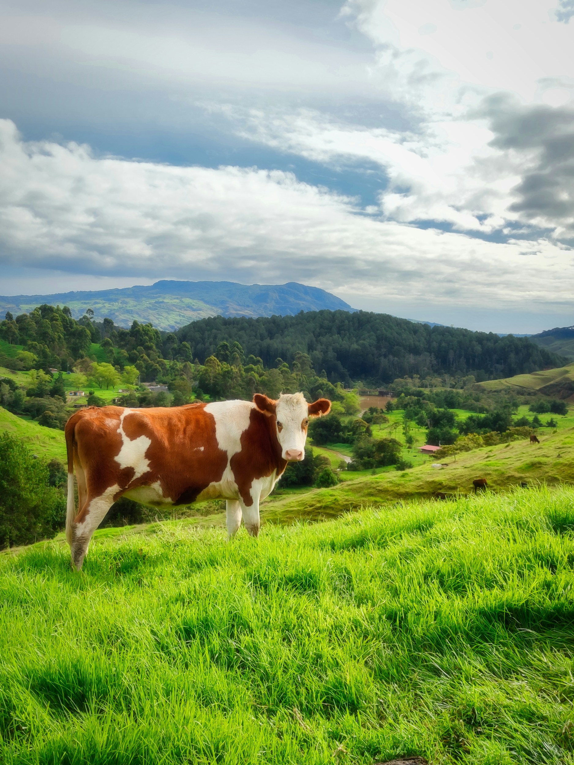 A dairy cow representing the wiCow farming community