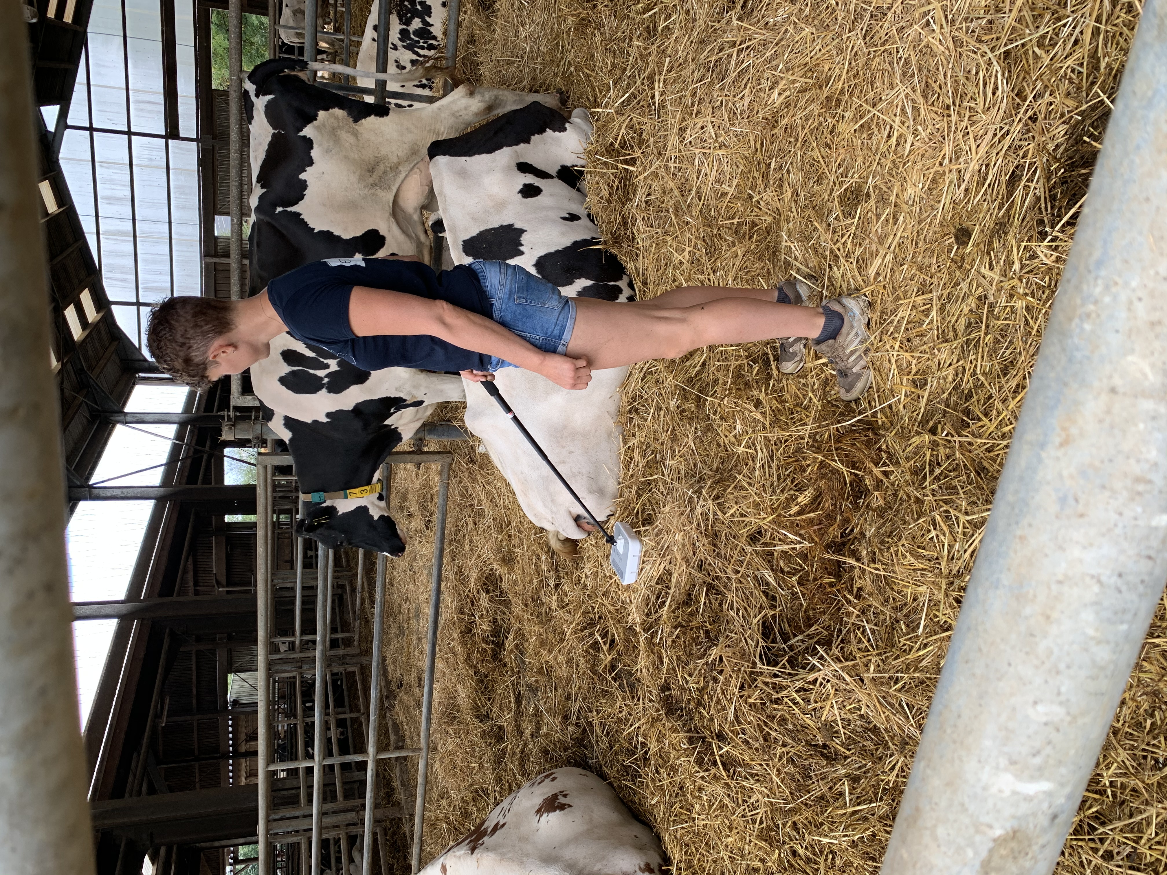 A wiCow user checking a cow in a barn