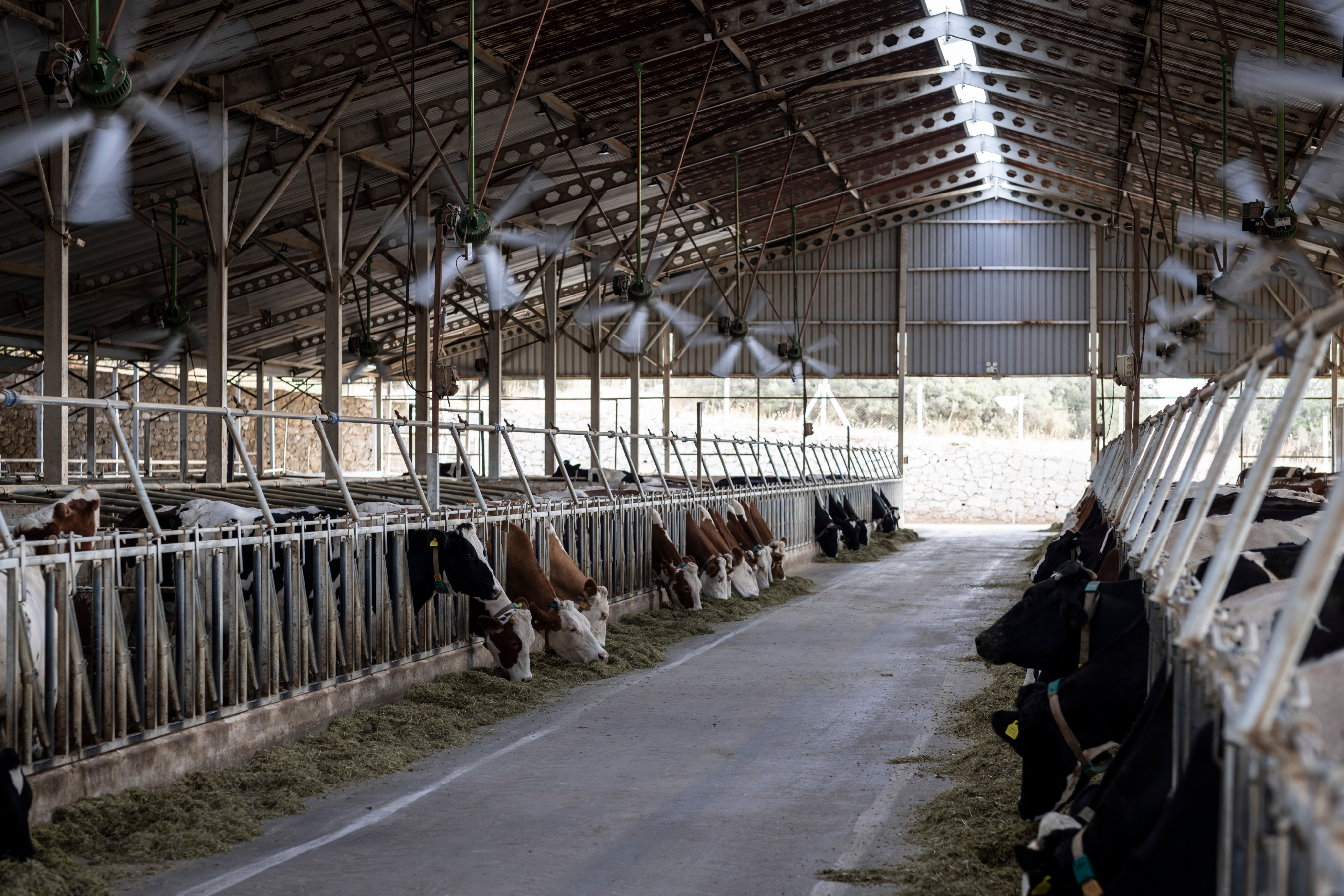 High-efficiency ceiling fan operating in a dairy barn